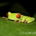 frog_tree_redeyed_tar_h_0535_cos0860.jpg